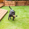 Why Artificial Grass is Ideal for Pets